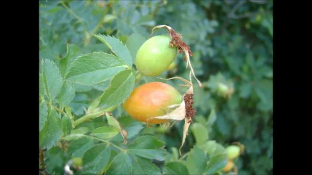 Մասուր смотреть онлайн