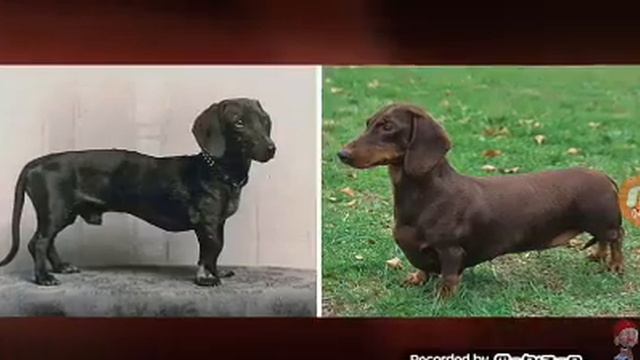 Как изменились породы собак через 100-150 лет ОТ Моголь тв смотреть онлайн