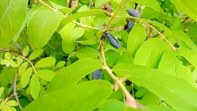 Жимолость растёт не в супермаркете! смотреть онлайн