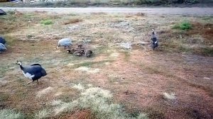 Цесарки. Небольшое семейство