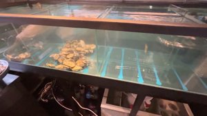 Аквариум для устриц первый аквариумный завод