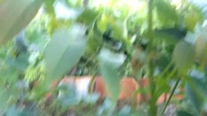 грецкий орех из куста в дерево на 05082020