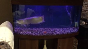 Арована пытается съесть золотую рыбку