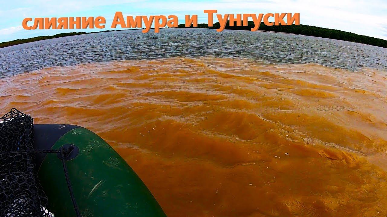 Слияние Амура и Тунгуски. ГДЕ РЫБЫ БОЛЬШЕ ? НАРВАЛИСТ НА ОГРОМНУЮ СТАЮ ЖЕЛТОЩЁКОВ смотреть онлайн