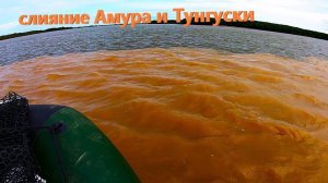 Слияние Амура и Тунгуски.  ГДЕ РЫБЫ БОЛЬШЕ ? НАРВАЛИСТ НА ОГРОМНУЮ СТАЮ ЖЕЛТОЩЁКОВ