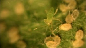 Хищный клоп Макролофус (Macrolophus pygmaeus)