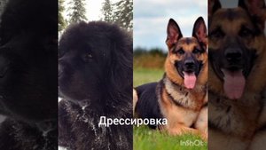 Ньюфаундленд против Немецкой Овчарки