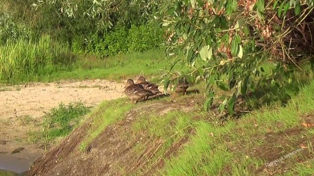 Утки на реке в природных условиях | Wild ducks on the water |