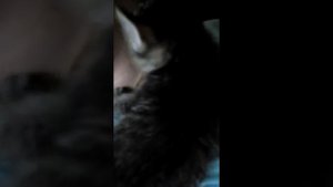 Кошечка Муся лижет мою шею и ухо