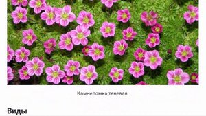 Цветок Камнеломка Цветы для дома и сада