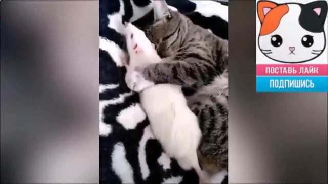 Это ЛЮБОВЬ!!! смотреть онлайн