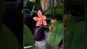 Phal. Meidarland Chamble