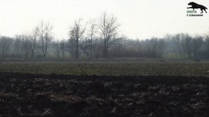 Охота на зайца с собаками. Закрытие сезона охоты 2022-2023г.