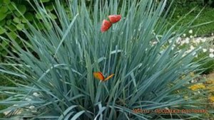 Колосняк песчаный (elymus arenarius) ? песчаный колосняк обзор: как сажать, саженцы колосняка