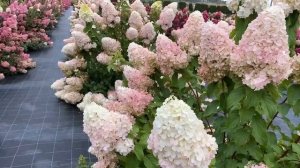 СКИДКА 20% НА ДРЕВОВИДНЫЕ И МЕТЕЛЬЧАТЫЕ СОРТА ГОРТЕНЗИЙ