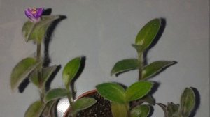 Пушистый зеленый друг  Комнатные растения| Традесканция силламонтана