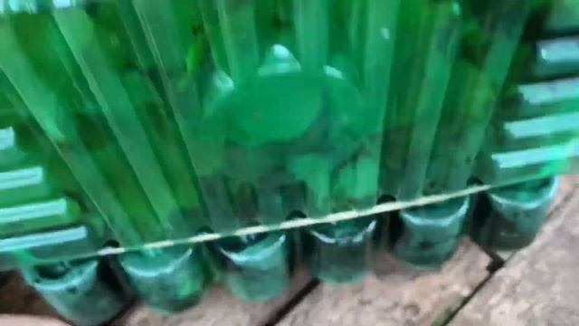 Плющелистные Пеларгонии Sybil?Новинки моей коллекции.Geranium Sybil. смотреть онлайн