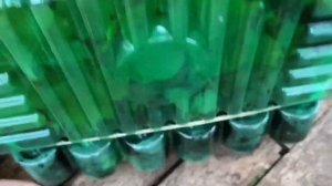 Плющелистные Пеларгонии Sybil?Новинки моей коллекции.Geranium Sybil.