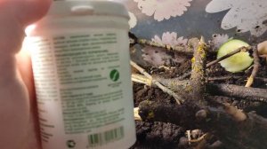 Ахатина Занзибарика