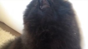 🐶ПОМЕРАНСКИЙ ШПИЦ ЛАЕТ||POMERANIAN SHPIZ 🐶