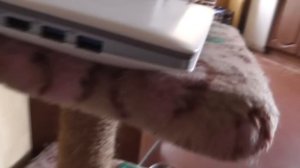 Как подключить ноутбук к телевизору? ответ ЗДЕСЬ!)