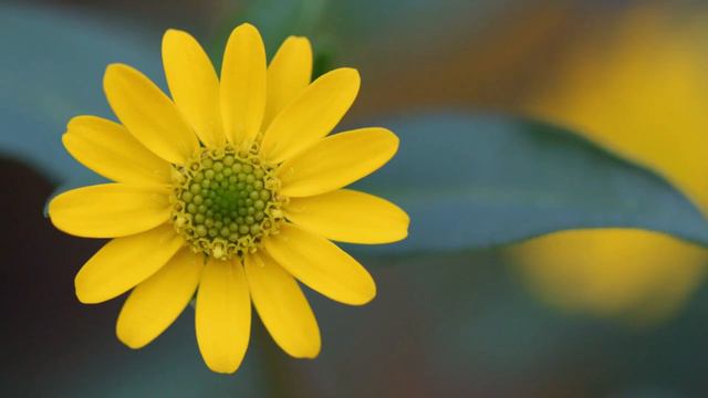 Послушайте один раз, не пожалеете, музыка без слов очень эффективно снимает стресс🌿#30 смотреть онлайн