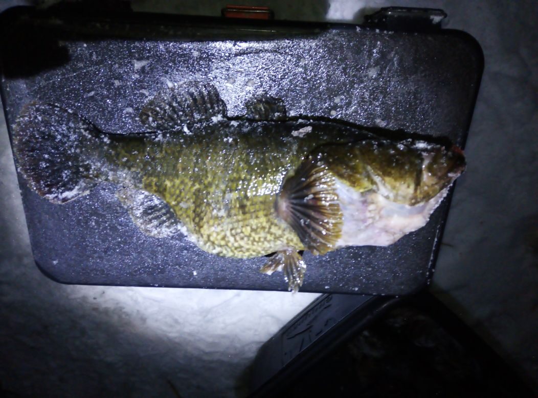 Зимняя ловля ротана. Охота за трофеями.