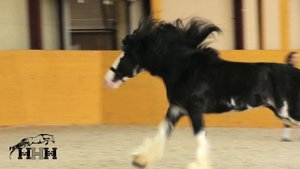 Клейдесдаль Зак