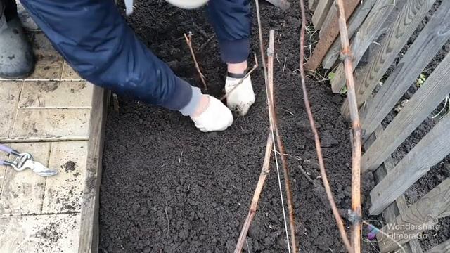 120. Подкормил смородину и крыжовник хлористым калием. Посадил виноград..mp4