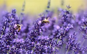 Успокаивающее видео Музыка и цветы