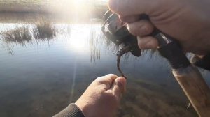 искал окуня, а попал на жор щуки