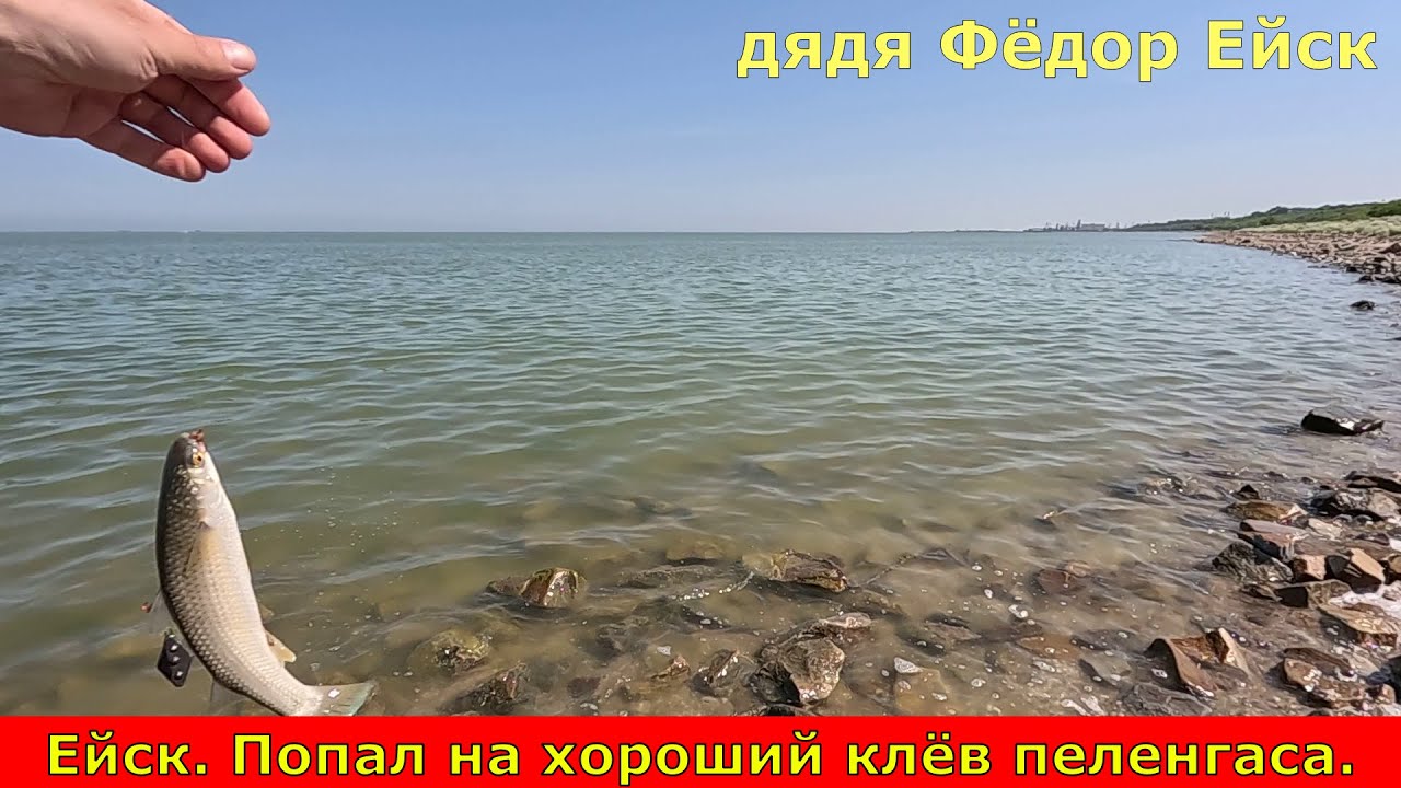 Ейск. Попал на хороший клёв пеленгаса. Азовское море. Таганрогский залив. Рыбалка в мае.