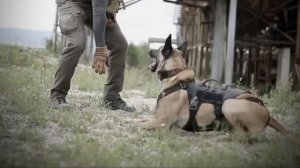 Amazing Training Moments of Belgian Malinois | Belgian Malinois | @tactical_k9_family
