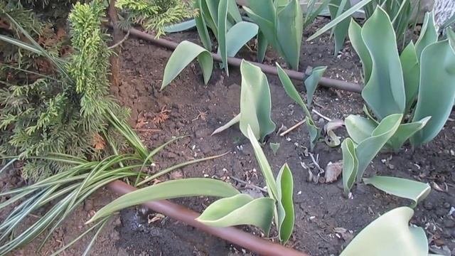 КАПЕЛЬНЫЙ ПОЛИВ СТАВРОПОЛЬ.