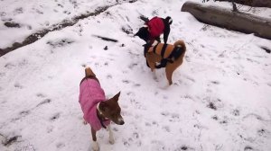 Басенджи в зимнем лесу.