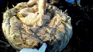 КАК ВЫКОПАТЬ  ВЗРОСЛОЕ ДЕРЕВО,КАК ПЕРЕСАДИТЬ БОЛЬШОЕ ДЕРЕВО С КОМОМ ЗЕМЛИ.УПАКОВКА КОРНЕВОЙ СИСТЕМЫ