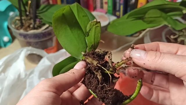 Орхидеи по уценке стоит ли покупать и что с ними делать #1 часть смотреть онлайн