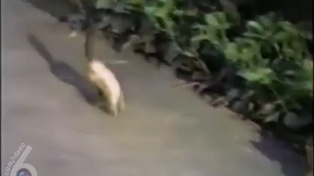 Бурундук ТАНЦУЕТ! Прикол смотреть онлайн