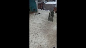 ТЕСТИРОВАНИЕ ЖИВОЛОВУШКИ НА НАШИХ ГАВРИКАХ