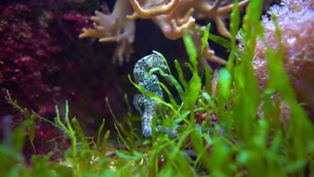 Успокаивающая музыка и морское дно Calma успокаивает ум Quitar удалить внутреннюю ярость и печаль!!