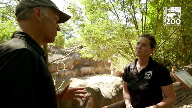 Thane Maynard's Story Safari - Kendi the Black Rhino - Cincinnati Zoo смотреть онлайн