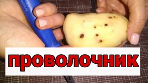 Как избавиться от проволочника на огороде и получить отличный картофель #проволочник