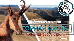 ГОРНАЯ ОХОТА НА ПИРЕНЕЙСКУЮ СЕРНУ