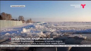 Ондатры на озере Андреевском / Тюмень