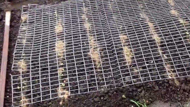 May 16, 2017 Опять дожди и холод / Огородные дела смотреть онлайн