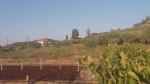 Виноград-это Божий дар. Прогулка по виноградному полю