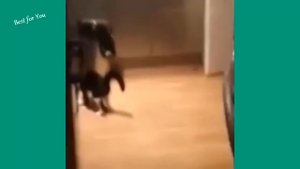 Funny Cats Vine Compilation September 2015