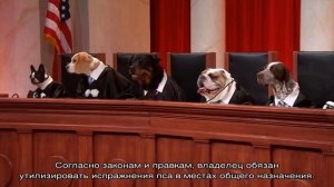 Закон о выгуле собак: правила содержания животных