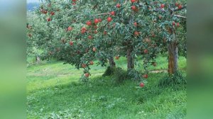 Яблоня Антоновка десертная