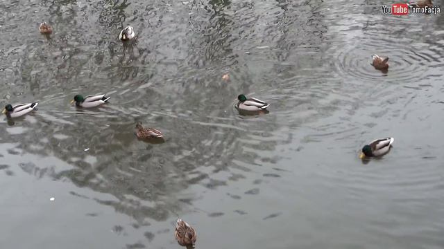 Дневник подготовки к РуБрониКону 2018 - 7 неделя смотреть онлайн